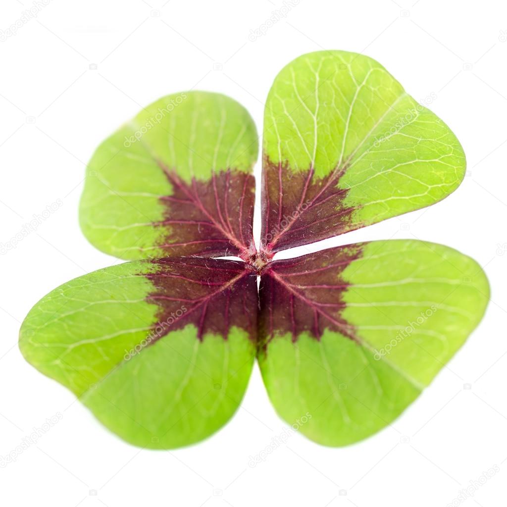 4-leaved cloverleaf