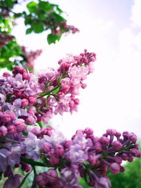 Çiçekli leylak kaplama. Yaz arkaplanı.