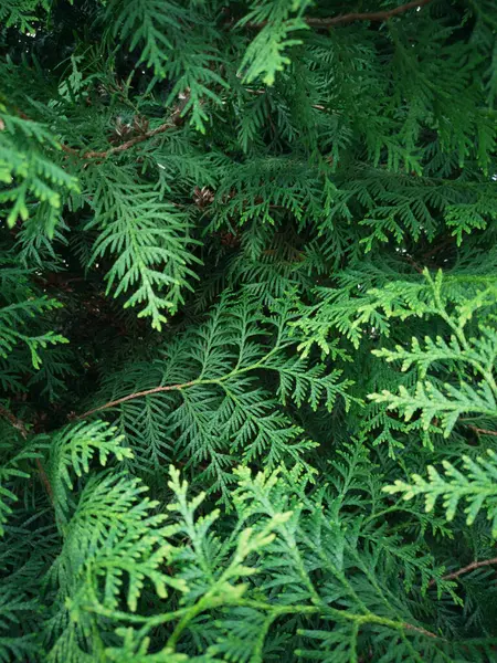 Sfondo Verde Thuja Primo Piano — Foto Stock