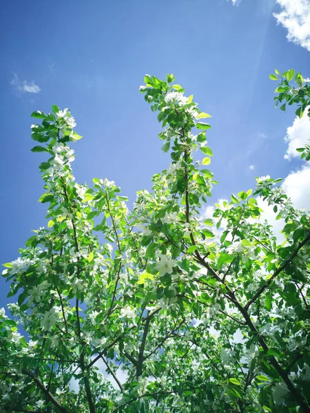 Een Bloeiende Appelboom Tegen Lucht Zomer Achtergrond — Stockfoto