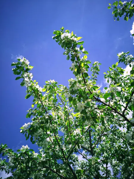 꽃피는 사과나무 하늘에 닿았다 여름의 — 스톡 사진