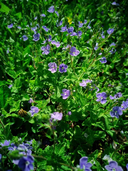 Primo Piano Dei Fiori Selvatici Fiori Lilla — Foto Stock