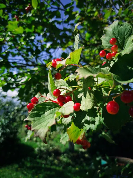 Harvesting Viburnum Ripening Tree — Stock Photo, Image