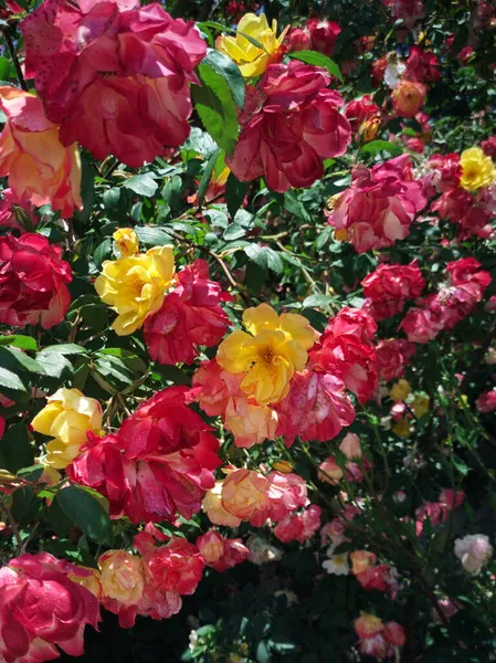 Arbusto Rosa Multicolorido Tempo Ensolarado — Fotografia de Stock