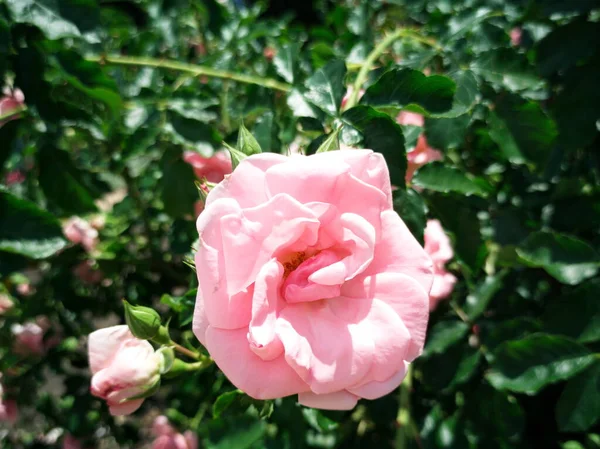 玫瑰花蕾植物的背景 一朵玫瑰在灌木丛中绽放 — 图库照片