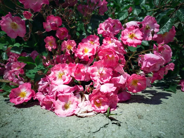 Květinové Pozadí Růžové Růže Šedém Kameni — Stock fotografie