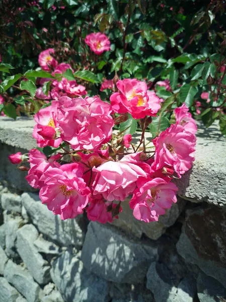 Floraler Hintergrund Rosa Rosen Auf Einem Grauen Stein — Stockfoto