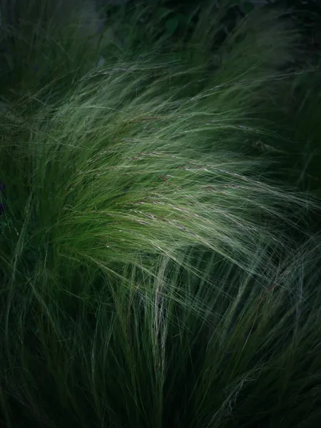 Grüner Gras Hintergrund Federgras — Stockfoto