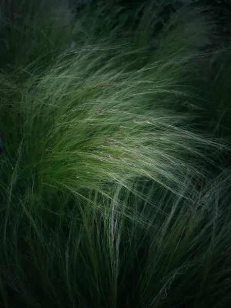 Fondo Hierba Verde Hierba Pluma — Foto de Stock