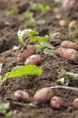 taze patates kazdık