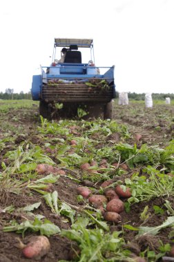 patates alanı eski traktör ile çalışma