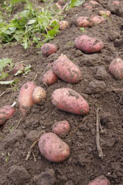 yeni patates taze kazdık