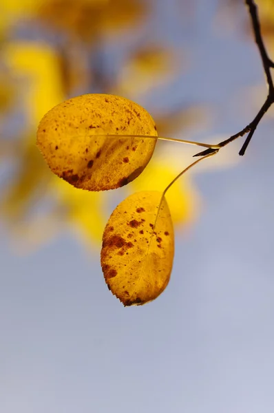 Leaves on a branch against blue sky — Stock Photo, Image