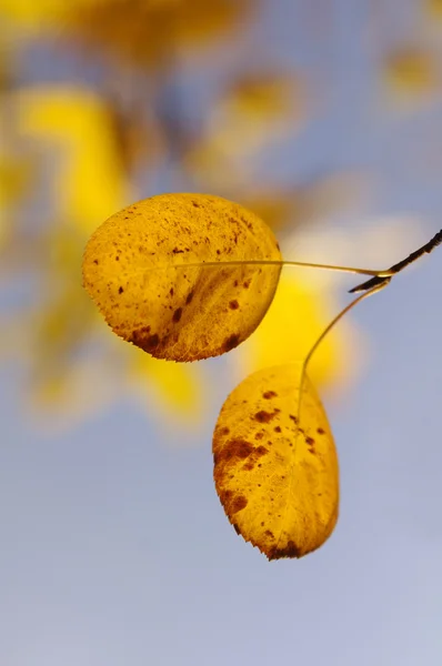 Leaves on a branch against blue sky — Stock Photo, Image