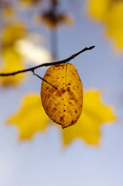 Leaves on a branch against blue sky — Stock Photo, Image