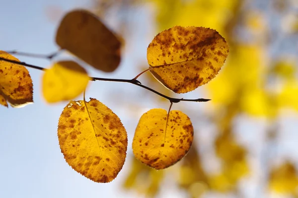Leaves on a branch against blue sky — Stock Photo, Image