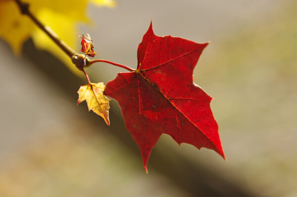 Bright colored maple leave