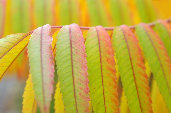 Colorful autumn leaves — Stock Photo, Image