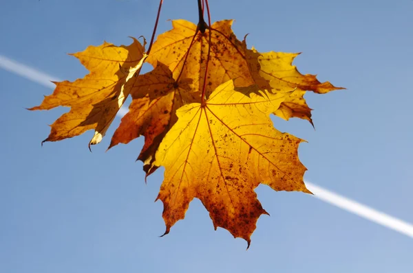 Fall yellow maple leaves in the blue sky — Stock Photo, Image