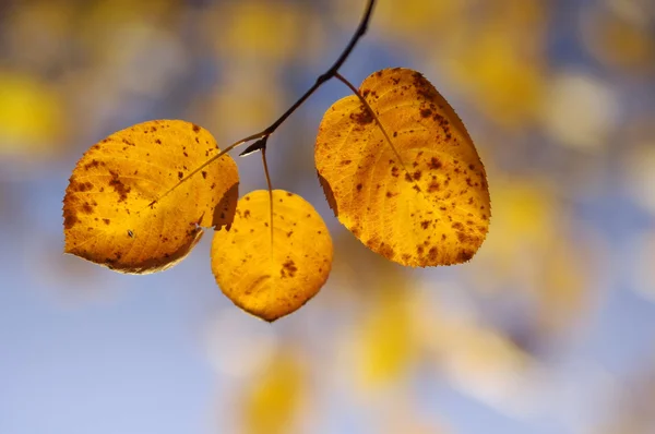 Leaves on a branch against blue sky — Stock Photo, Image