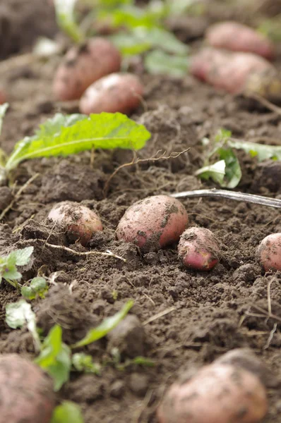 Vers gegraven aardappelen — Stockfoto