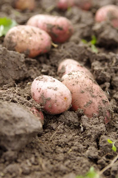 Vers gegraven aardappelen — Stockfoto