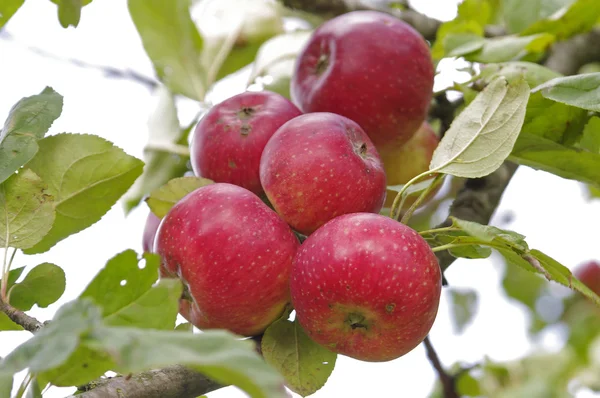 木の上の赤いリンゴ — ストック写真