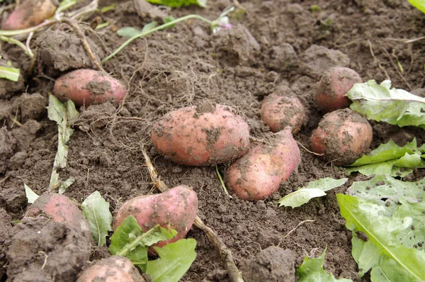 Vers gegraven aardappelen — Stockfoto