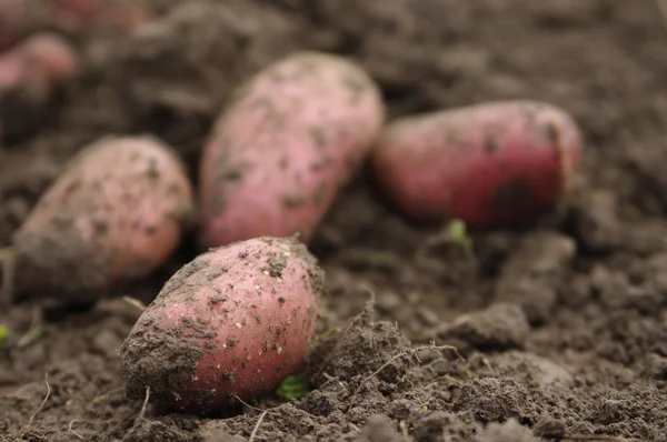 Krielaardappeltjes vers gegraven — Stockfoto