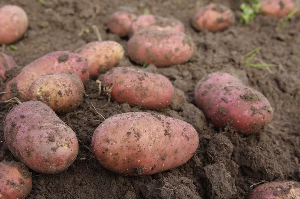 Młode ziemniaki świeżo wykopanych — Zdjęcie stockowe