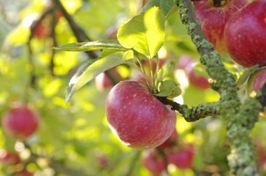 elma ağacı üzerinde
