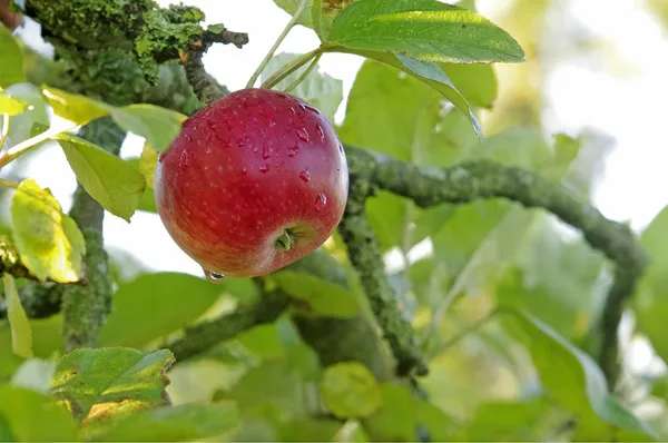 Apple на дереве — стоковое фото