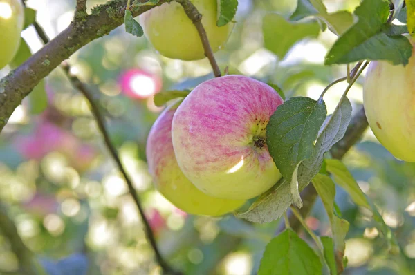 木にリンゴ — ストック写真