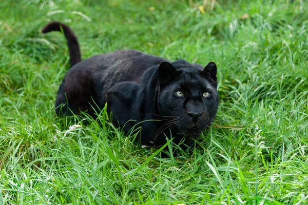 Svart leopard redo att kasta sig i långt gräs — Stockfoto