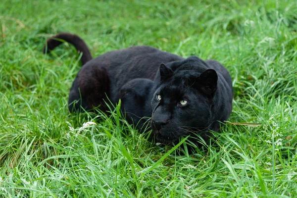 Svart leopard stalking i långt gräs — Stockfoto