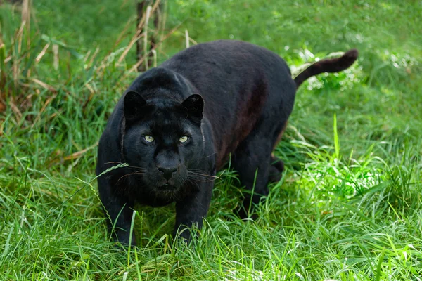 Černý leopard lov ve vysoké trávě Stock Obrázky