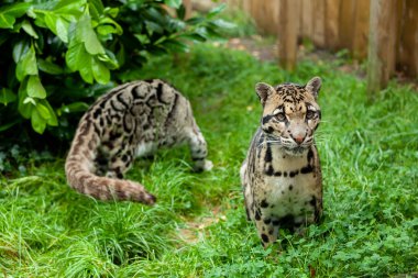 Bulutlu leopar çifti