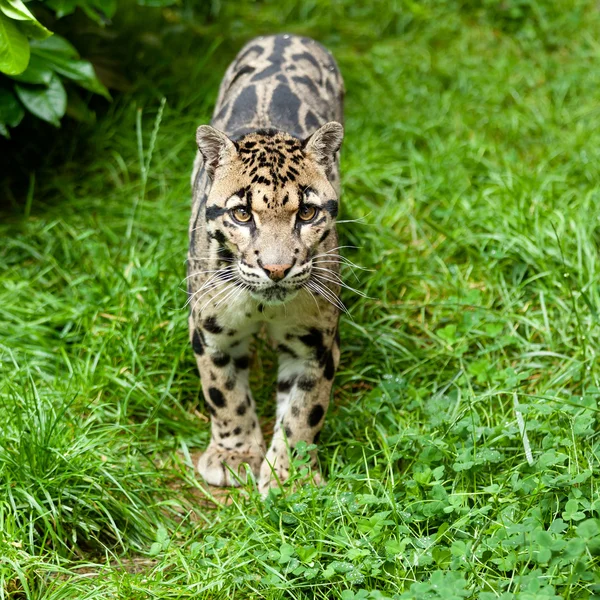 曇ったヒョウ立っている草の上 — ストック写真