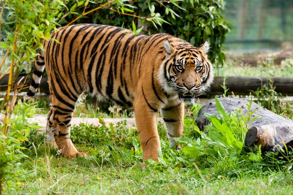 Hermoso tigre de Sumatra gruñendo — Foto de Stock