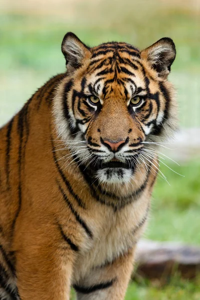 Retrato do belo tigre de Sumatra — Fotografia de Stock