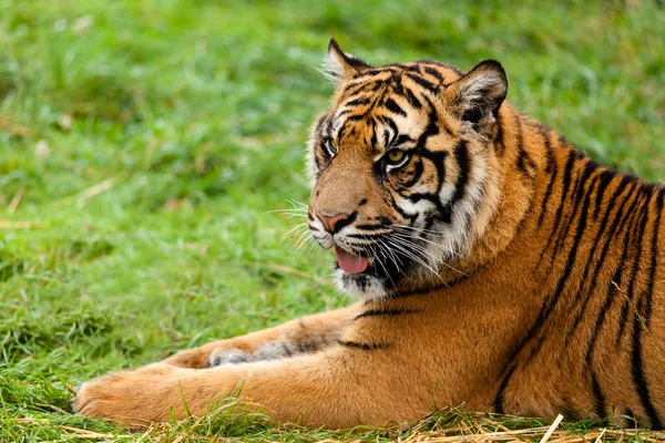 Sumatra kaplanı uzanarak portresi — Stok fotoğraf