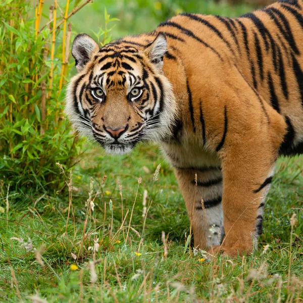 Hlavou střílel tygra Sumaterského v trávě — Stock fotografie