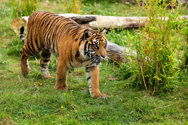 Fiatal Szumátrai tigris, sétálgatott keresztül a növényzet — Stock Fotó