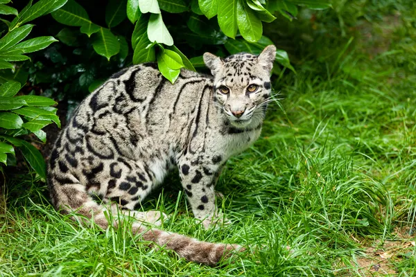 Vrouwelijke nevelpanter zittend onder bush Stockfoto