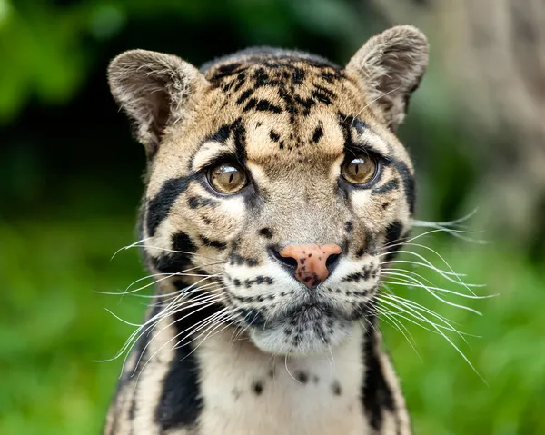 Retrato de tiro na cabeça de belo leopardo nublado Fotos De Bancos De Imagens