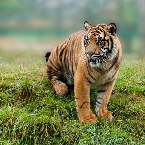 Jovem tigre Sumatra sentado no banco de grama Fotos De Bancos De Imagens