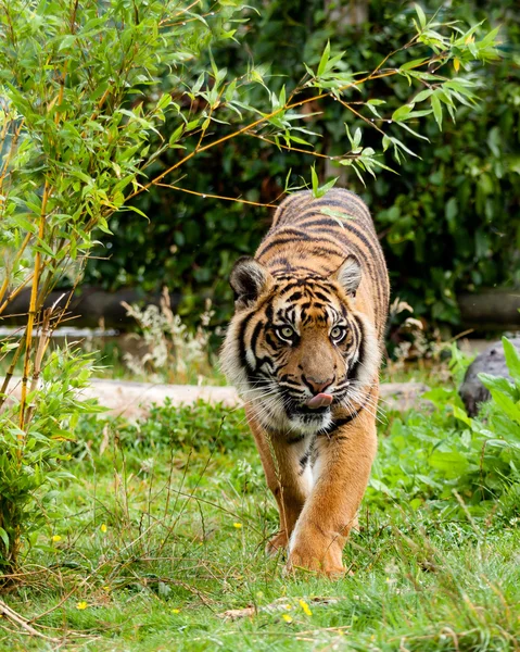 Sumatraner Tiger leckt Lippen Stockbild