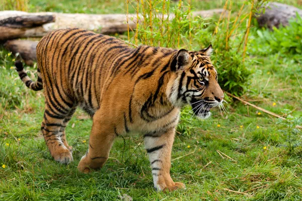 Oldalán álló fiatal Szumátrai tigris Stock Fotó