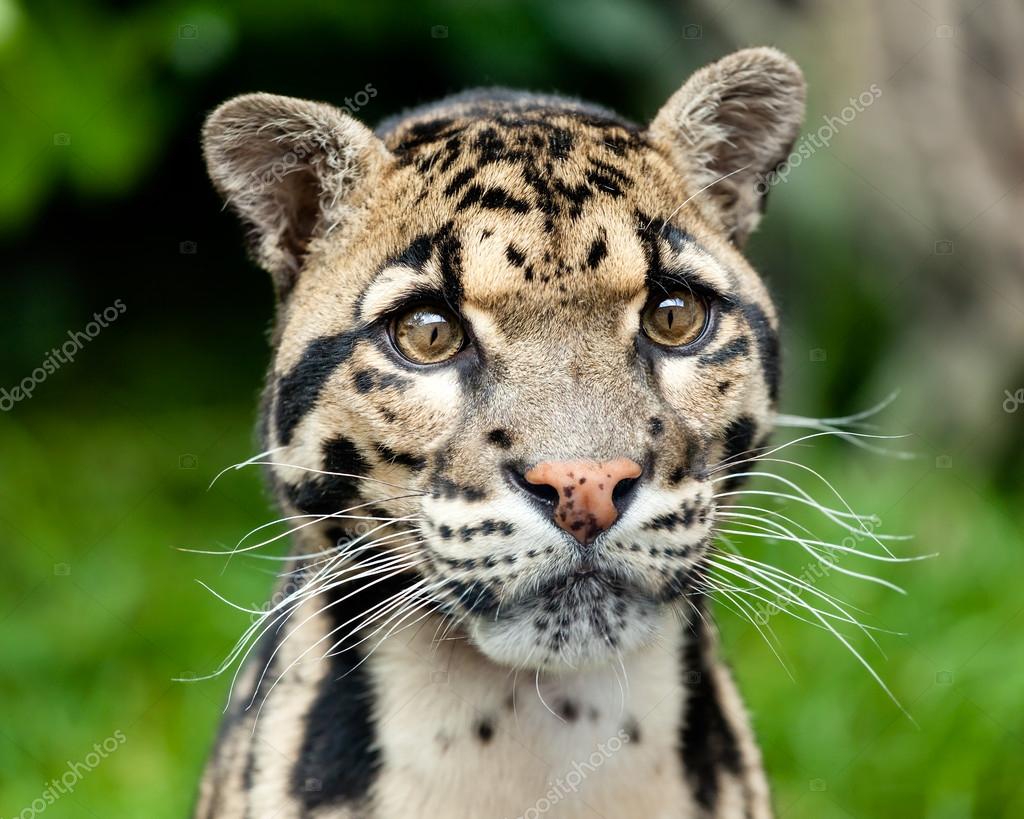 Head Shot Portrait of Beautiful Clouded Leopard Stock Photo by ©scheriton  12510259