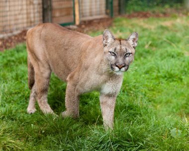 Puma Stalking Through Enclosure clipart